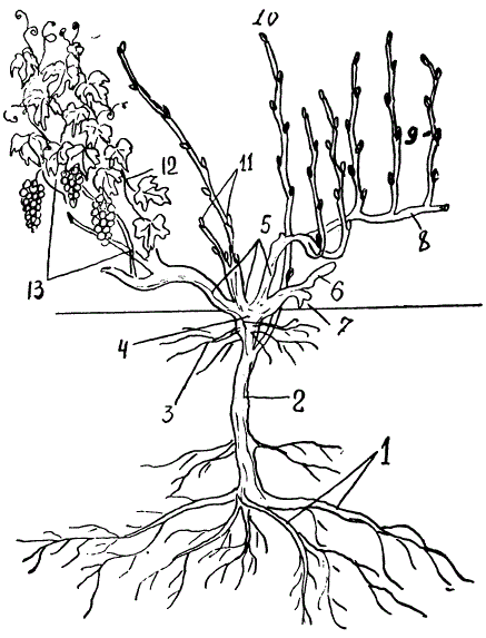 Строение куста винограда