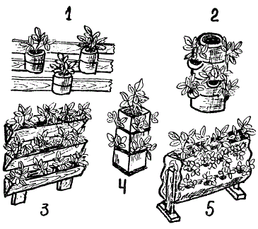 Вертикальный способ выращивания земляники