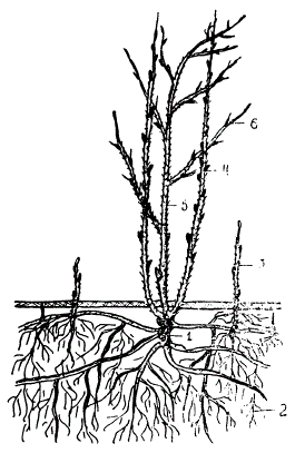 Строение куста малины