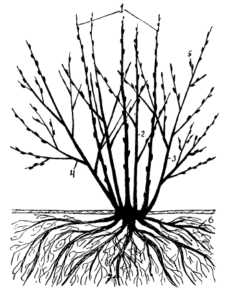 Строение куста смородины