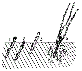 Размножение смородины одревесневшими черенками
