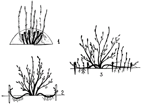 Размножение смородины отводками
