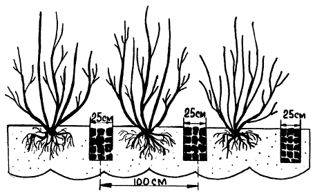 Полив смородины в водоприемники