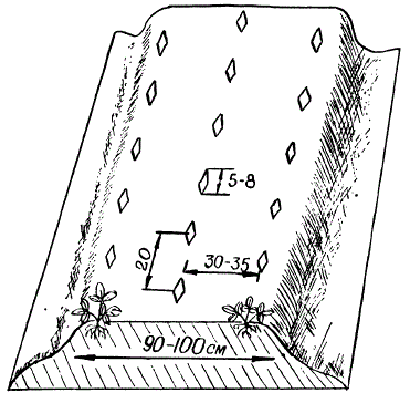 Посадка земляники с мульчированием почвы черной полиэтиленовой пленкой