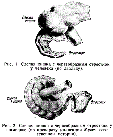 Слепая кишка с червеобразным отростком у человека (по Эвальду). Слепая кишка с червеобразным отростком у шимпанзе (по препарату коллекции Музея естественной истории)