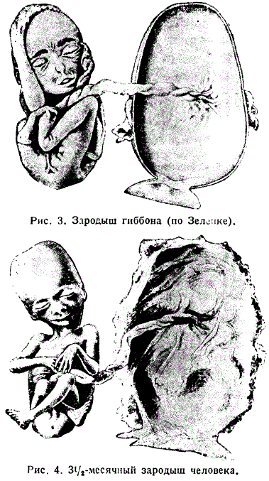 Зародыш гиббона (по Зеленке). 3,5-месячный зародыш человека