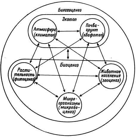 Структура биогеоценоза и схема взаимодействий между его компонентами