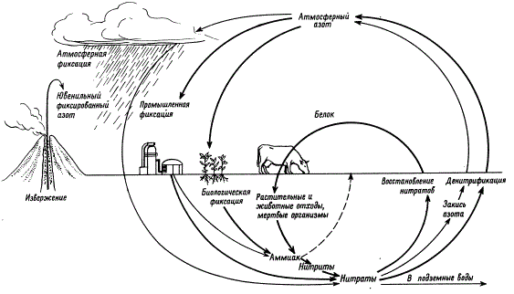 Круговорот азота