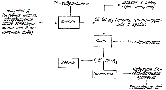 Схема метаболизма витамина D